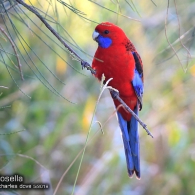 Platycercus elegans (Crimson Rosella) at Ulladulla Wildflower Reserve - 14 May 2018 by Charles Dove