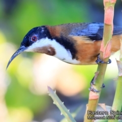 Acanthorhynchus tenuirostris (Eastern Spinebill) at Undefined - 18 May 2018 by CharlesDove