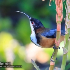 Acanthorhynchus tenuirostris at undefined - 18 May 2018