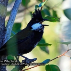 Psophodes olivaceus (Eastern Whipbird) at Coomee Nulunga Cultural Walking Track - 17 May 2018 by CharlesDove