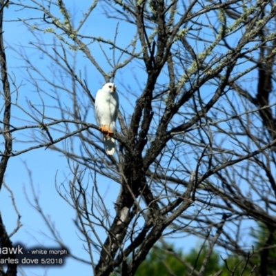 Tachyspiza novaehollandiae (Grey Goshawk) at Undefined - 16 May 2018 by CharlesDove