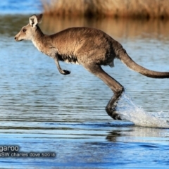 Macropus giganteus (Eastern Grey Kangaroo) at Narrawallee Creek Nature Reserve - 16 May 2018 by CharlesDove