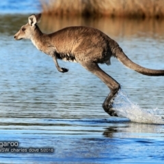 Macropus giganteus (Eastern Grey Kangaroo) at Narrawallee Creek Nature Reserve - 15 May 2018 by Charles Dove