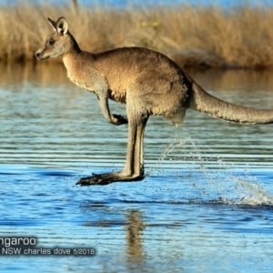 Macropus giganteus at Narrawallee Creek Nature Reserve - 16 May 2018 12:00 AM