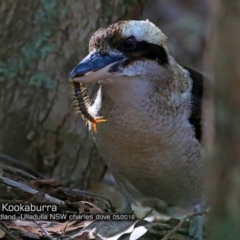 Dacelo novaeguineae (Laughing Kookaburra) at Coomee Nulunga Cultural Walking Track - 16 May 2018 by Charles Dove