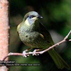 Meliphaga lewinii (Lewin's Honeyeater) at Coomee Nulunga Cultural Walking Track - 16 May 2018 by Charles Dove