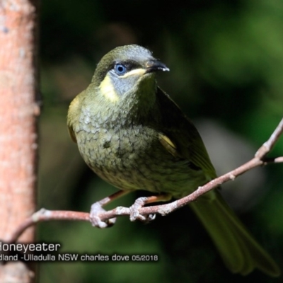 Meliphaga lewinii (Lewin's Honeyeater) at Coomee Nulunga Cultural Walking Track - 17 May 2018 by CharlesDove