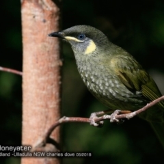 Meliphaga lewinii at Ulladulla, NSW - 17 May 2018