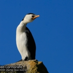 Microcarbo melanoleucos (Little Pied Cormorant) at Undefined - 17 Jul 2018 by CharlesDove