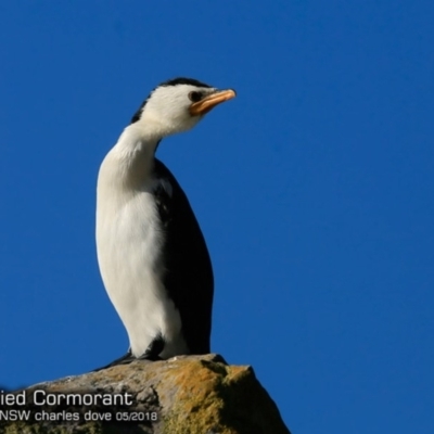 Microcarbo melanoleucos (Little Pied Cormorant) at Undefined - 16 Jul 2018 by Charles Dove