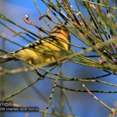 Acanthiza nana (Yellow Thornbill) at Conjola Bushcare - 15 May 2018 by CharlesDove