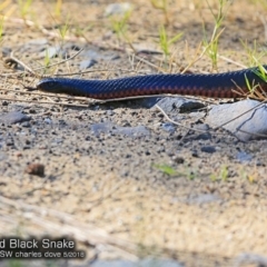 Pseudechis porphyriacus (Red-bellied Black Snake) at Conjola Bushcare - 16 May 2018 by CharlesDove