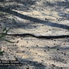 Pseudechis porphyriacus at Conjola Bushcare - 16 May 2018