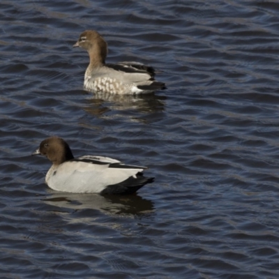 Chenonetta jubata (Australian Wood Duck) at Dunlop, ACT - 5 Aug 2018 by AlisonMilton