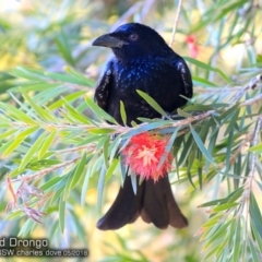 Dicrurus bracteatus (Spangled Drongo) at Undefined - 15 May 2018 by CharlesDove