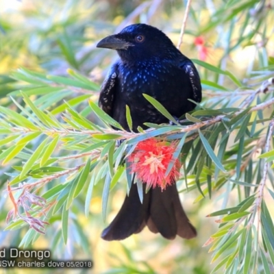 Dicrurus bracteatus (Spangled Drongo) at Undefined - 15 May 2018 by CharlesDove