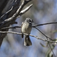 Rhipidura albiscapa (Grey Fantail) at Dunlop, ACT - 5 Aug 2018 by AlisonMilton