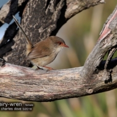 Malurus cyaneus (Superb Fairywren) at Undefined - 13 May 2018 by CharlesDove