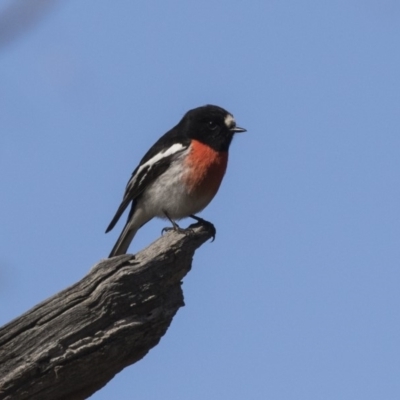 Petroica boodang (Scarlet Robin) at The Pinnacle - 5 Aug 2018 by Alison Milton