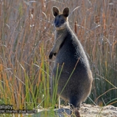 Wallabia bicolor (Swamp Wallaby) at Conjola Bushcare - 15 May 2018 by Charles Dove