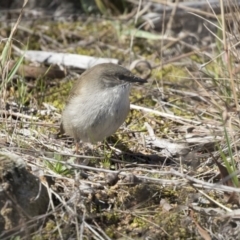 Malurus cyaneus (Superb Fairywren) at The Pinnacle - 5 Aug 2018 by Alison Milton