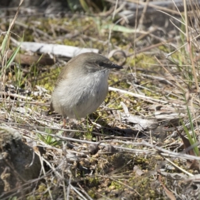 Malurus cyaneus (Superb Fairywren) at Hawker, ACT - 5 Aug 2018 by AlisonMilton