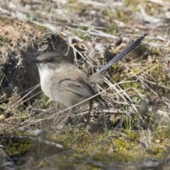 Malurus cyaneus at Hawker, ACT - 5 Aug 2018