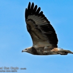 Haliaeetus leucogaster (White-bellied Sea-Eagle) at Coomee Nulunga Cultural Walking Track - 13 May 2018 by Charles Dove