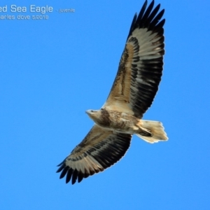 Haliaeetus leucogaster at Ulladulla, NSW - 14 May 2018