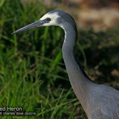 Egretta novaehollandiae (White-faced Heron) at Undefined - 16 May 2018 by Charles Dove