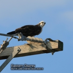 Pandion haliaetus (Osprey) at Undefined - 11 May 2018 by Charles Dove