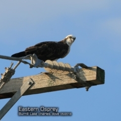 Pandion haliaetus (Osprey) at Undefined - 12 May 2018 by CharlesDove