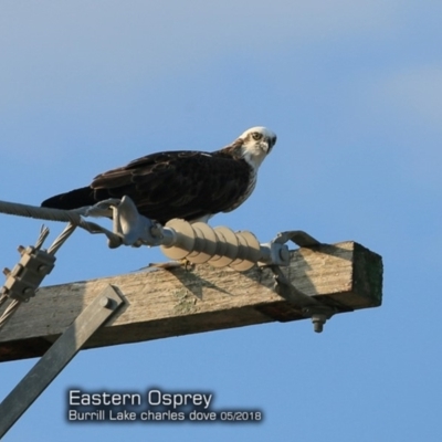 Pandion haliaetus (Osprey) at Undefined - 11 May 2018 by Charles Dove