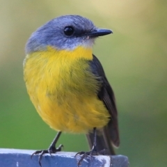 Eopsaltria australis (Eastern Yellow Robin) at South Pacific Heathland Reserve - 11 May 2018 by CharlesDove