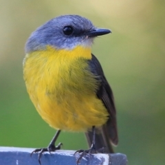 Eopsaltria australis (Eastern Yellow Robin) at South Pacific Heathland Reserve - 10 May 2018 by Charles Dove