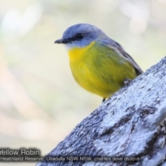 Eopsaltria australis at South Pacific Heathland Reserve - 11 May 2018