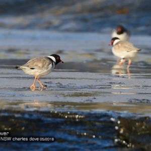 Charadrius rubricollis at suppressed - 10 May 2018