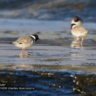 Charadrius rubricollis (Hooded Plover) at Dolphin Point, NSW - 10 May 2018 by CharlesDove