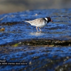 Charadrius rubricollis at suppressed - suppressed