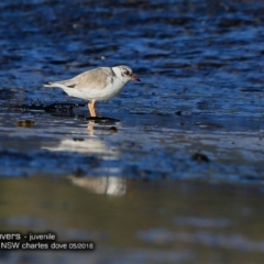 Charadrius rubricollis at suppressed - 10 May 2018