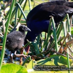 Porphyrio melanotus (Australasian Swamphen) at Burrill Lake, NSW - 11 May 2018 by CharlesDove