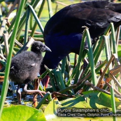 Porphyrio melanotus (Australasian Swamphen) at Wairo Beach and Dolphin Point - 11 May 2018 by CharlesDove