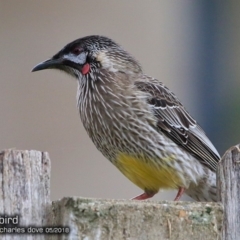 Anthochaera carunculata (Red Wattlebird) at Undefined - 13 May 2018 by Charles Dove