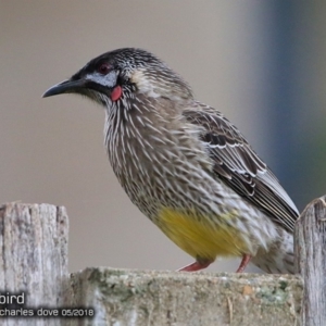 Anthochaera carunculata at undefined - 14 May 2018 12:00 AM