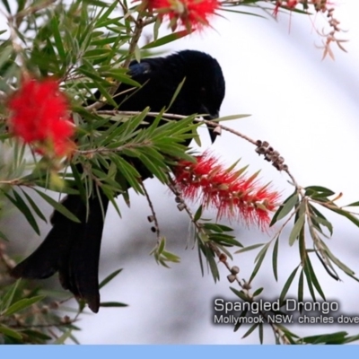 Dicrurus bracteatus (Spangled Drongo) at Undefined - 14 May 2018 by CharlesDove