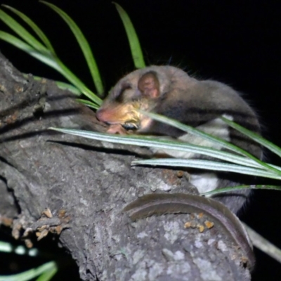 Acrobates pygmaeus (Feathertail Glider) at Undefined - 3 Aug 2018 by souter