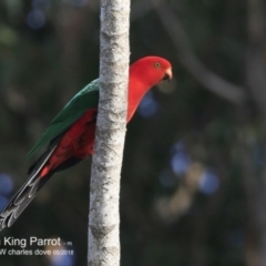 Alisterus scapularis (Australian King-Parrot) at Conjola Bushcare - 29 Jun 2018 by Charles Dove