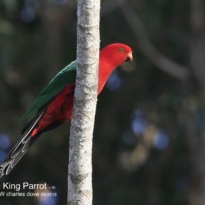 Alisterus scapularis at Conjola Bushcare - 30 Jun 2018 12:00 AM