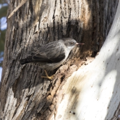 Daphoenositta chrysoptera (Varied Sittella) at Hawker, ACT - 5 Aug 2018 by AlisonMilton