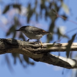 Daphoenositta chrysoptera at Hawker, ACT - 5 Aug 2018